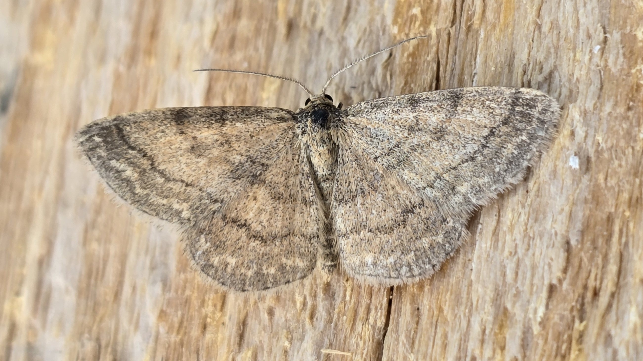 Photo of Tawny Wave (Scopula rubiginata)